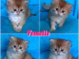 4 chatons British Longhair Black Golden Shaded nés en mai 2026 LOOF à réserver