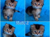 4 chatons British Longhair Black Golden Shaded nés en mai 2026 LOOF à réserver