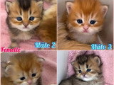 4 chatons British Longhair Black Golden Shaded nés en mai 2026 LOOF à réserver