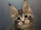 6 chatons Maine Coon LOOF nés en mai 2025 LOOF à réserver