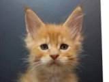 6 chatons Maine Coon LOOF nés en mai 2025 LOOF à réserver