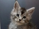 6 chatons Maine Coon LOOF nés en mai 2025 LOOF à réserver