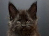 6 chatons Maine Coon LOOF nés en mai 2025 LOOF à réserver