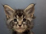 6 chatons Maine Coon LOOF nés en mai 2025 LOOF à réserver