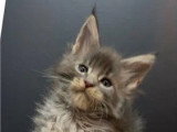 6 chatons Maine Coon LOOF nés en mai 2025 LOOF à réserver
