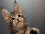 6 chatons Maine Coon LOOF nés en mai 2025 LOOF à réserver