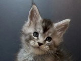 6 chatons Maine Coon LOOF nés en mai 2025 LOOF à réserver