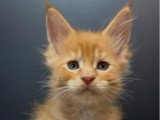 6 chatons Maine Coon LOOF nés en mai 2025 LOOF à réserver