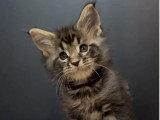 6 chatons Maine Coon LOOF nés en mai 2025 LOOF à réserver