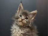 6 chatons Maine Coon LOOF nés en mai 2025 LOOF à réserver