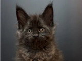 6 chatons Maine Coon LOOF nés en mai 2025 LOOF à réserver