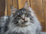6 chatons Maine Coon LOOF nés en mai 2025 LOOF à réserver