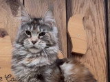 6 chatons Maine Coon LOOF nés en mai 2025 LOOF à réserver