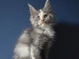Chaton femelle Maine Coon bleu tortie smoke LOOF d'avril 2026 à vendre