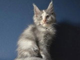 Chaton femelle Maine Coon bleu tortie smoke LOOF d'avril 2026 à vendre