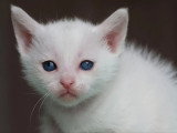 Chaton femelle Khao Manee aux yeux bleus non LOOF à réserver né en mai 2026