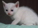 Chaton femelle Khao Manee aux yeux bleus non LOOF à réserver né en mai 2026