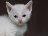 Chaton femelle Khao Manee aux yeux bleus non LOOF à réserver né en mai 2026