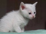 Chaton femelle Khao Manee aux yeux bleus non LOOF à réserver né en mai 2026
