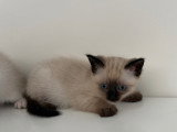 Chatons de type Siamois à vendre (3 femelles & 2 mâles)