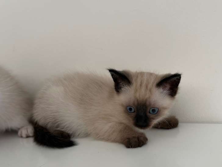 Chatons de type Siamois à vendre (3 femelles & 2 mâles)