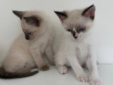 Chatons de type Siamois à vendre (3 femelles & 2 mâles)