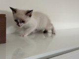 Chatons de type Siamois à vendre (3 femelles & 2 mâles)