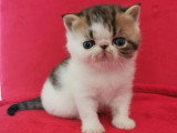 Chaton Exotic Shorthair mâle brown tabby et blanc LOOF à réserver né en mai 2026
