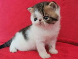 Chaton Exotic Shorthair mâle brown tabby et blanc LOOF à réserver né en mai 2026