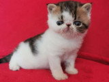 Chaton Exotic Shorthair mâle brown tabby et blanc LOOF à réserver né en mai 2026