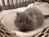 Chaton femelle Persan bleu à réserver né en avril 2026 non LOOF