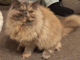 Chaton femelle Persan bleu à réserver né en avril 2026 non LOOF