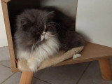 Chaton femelle Persan bleu à réserver né en avril 2026 non LOOF