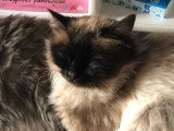 Chatte Sibérienne Neva Masquerade seal point non LOOF de mai 2024 à vendre