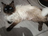 Chatte Sibérienne Neva Masquerade seal point non LOOF de mai 2024 à vendre