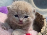Bigflo