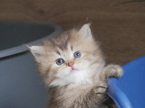 Chatons British Longhair à vendre