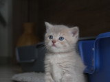 Chatons British Longhair à vendre