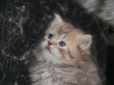 Chatons British Longhair à vendre