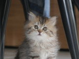 Chatons British Longhair à vendre