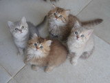 Chatons British Longhair à vendre