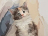 4 chatons Maine Coon LOOF à réserver nés en mai 2026