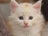 4 chatons Maine Coon LOOF à réserver nés en mai 2026
