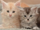 4 chatons Maine Coon LOOF à réserver nés en mai 2026