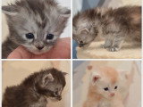 4 chatons Maine Coon LOOF à réserver nés en mai 2026