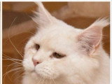 4 chatons Maine Coon LOOF à réserver nés en mai 2026