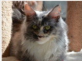 4 chatons Maine Coon LOOF à réserver nés en mai 2026
