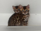 Chatons de type Bengal à vendre (1 femelle & 1 mâle)