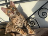 Chatons de type Bengal à vendre (1 femelle & 1 mâle)