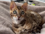 Chatons de type Bengal à vendre (1 femelle & 1 mâle)